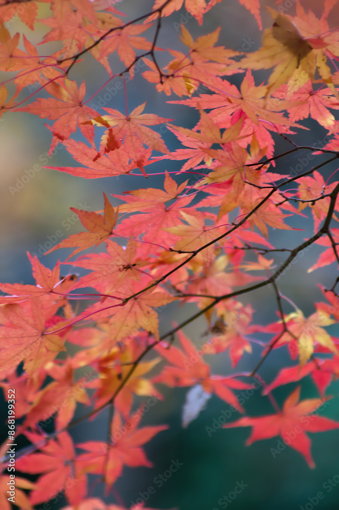 autumn leaves in the forest autumn leaves in the forest
