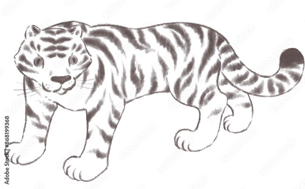 Fototapeta premium こちらを見つめるホワイトタイガー