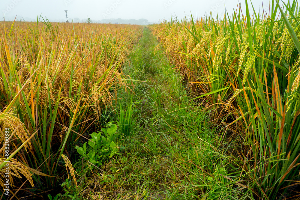 path between rice plants that are ready to harvest