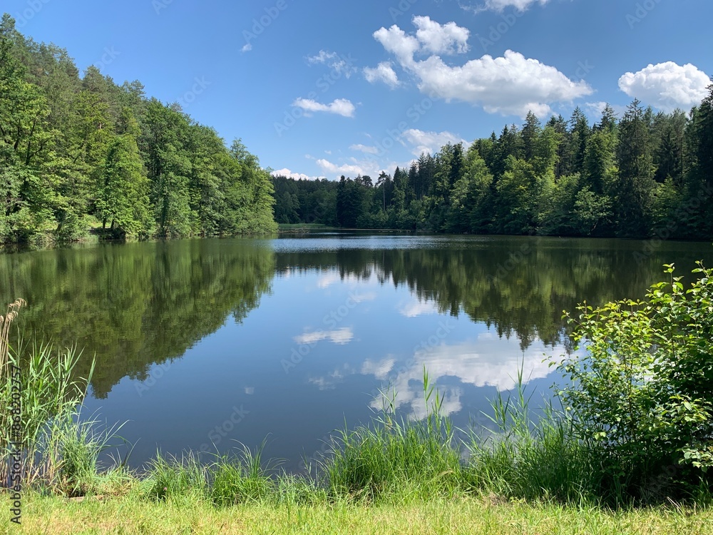 Fototapeta premium Thalwiler Weiher / Waldweiher von Thalwil bei Gattikon im Sihlwald, Kanton Zürich 