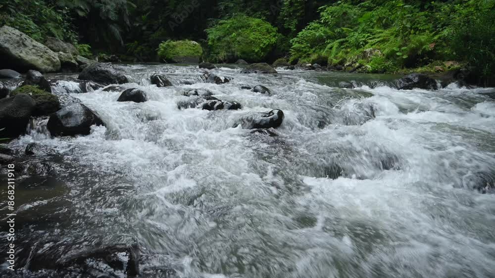 Forest stream through greenery, perfect for meditation and relaxation Forest stream through greenery, perfect for meditation and relaxation