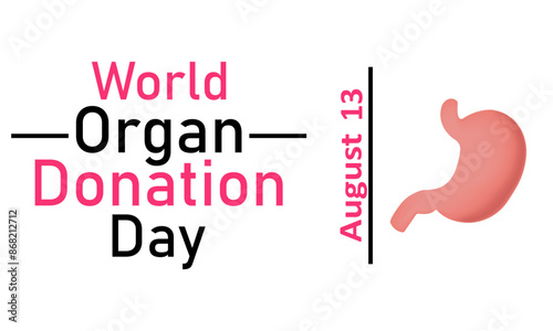 World Organ Donor Day. Vector graphics on a white background. Stomach on a white background, August 13