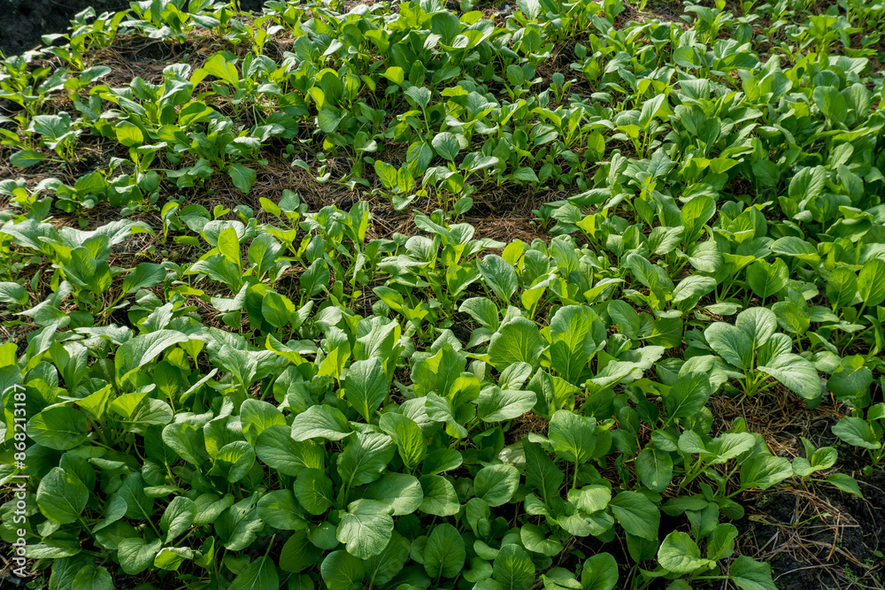 Obraz premium Mustard greens are planted in rice fields