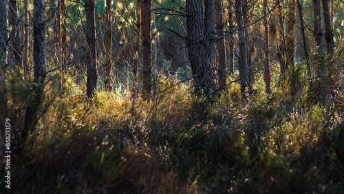 Saison automnale, dans la forêt des Landes de Gascogne photo