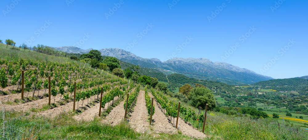 Naklejka premium Vineyard, Cortes de la Frontera, Andalusia, Spain, Europe