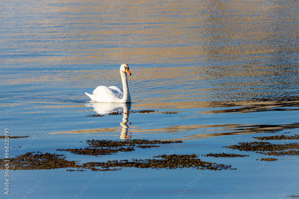 A beautiful swan floating majestically on a sea bay A beautiful swan floating majestically on a sea bay