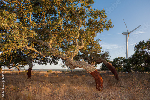 wind farm landscape with trees and wind turbines sustainable energy nature  photo