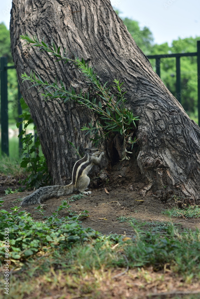The squirrel eating food in the shade of tree The squirrel eating food in the shade of tree