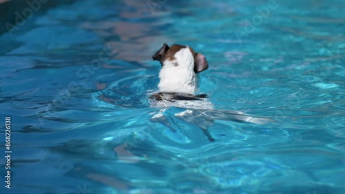 Jack Russell Terrier puppy dog swimming in pool. Jack Russell dog swimming in backyard pool