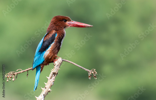Kingfisher bird perched on a branch with green background