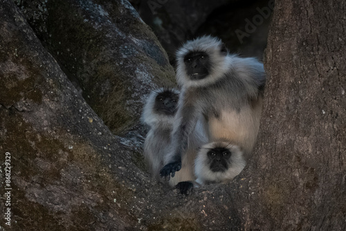 Langur monkeys hiding behind a tree