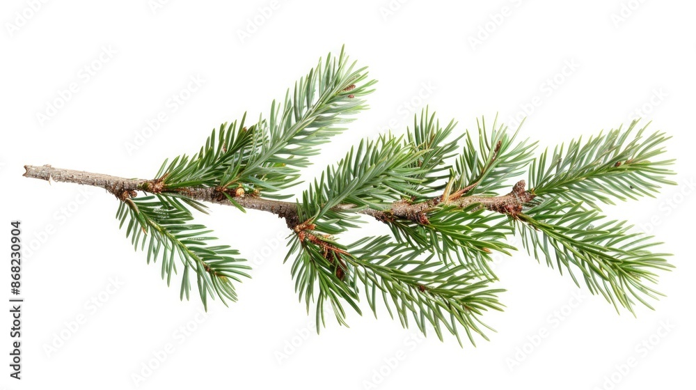 Fototapeta premium Pine Christmas Twig. Green Isolated Spruce Evergreen Nature