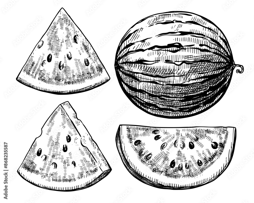 Watermelon vintage vector food sketch drawing