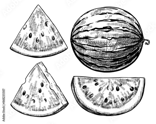 Obraz na płótnie Watermelon vintage vector food sketch drawing w salonie