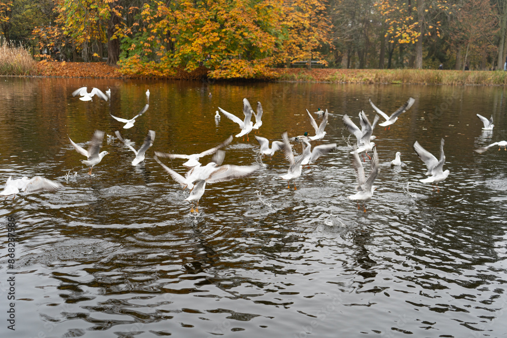 Flock of seagulls taking flight from a pond, water ripples, autumn foliage background, vibrant leaves Flock of seagulls taking flight from a pond, water ripples, autumn foliage background, vibrant leaves