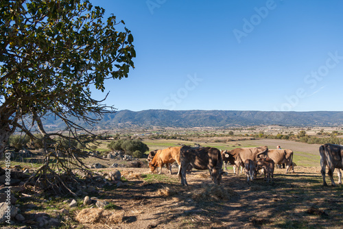 Εκτύπωση καμβά livestock, cattle grazing freely side lit by orange sunset beam