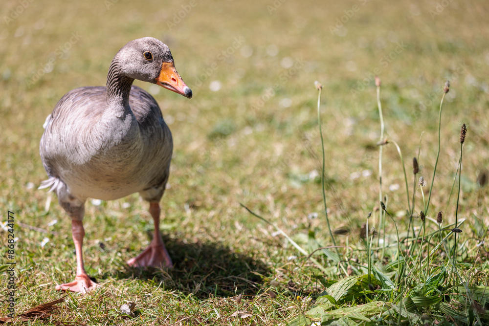 Obraz premium Close up of a Greylag goose
