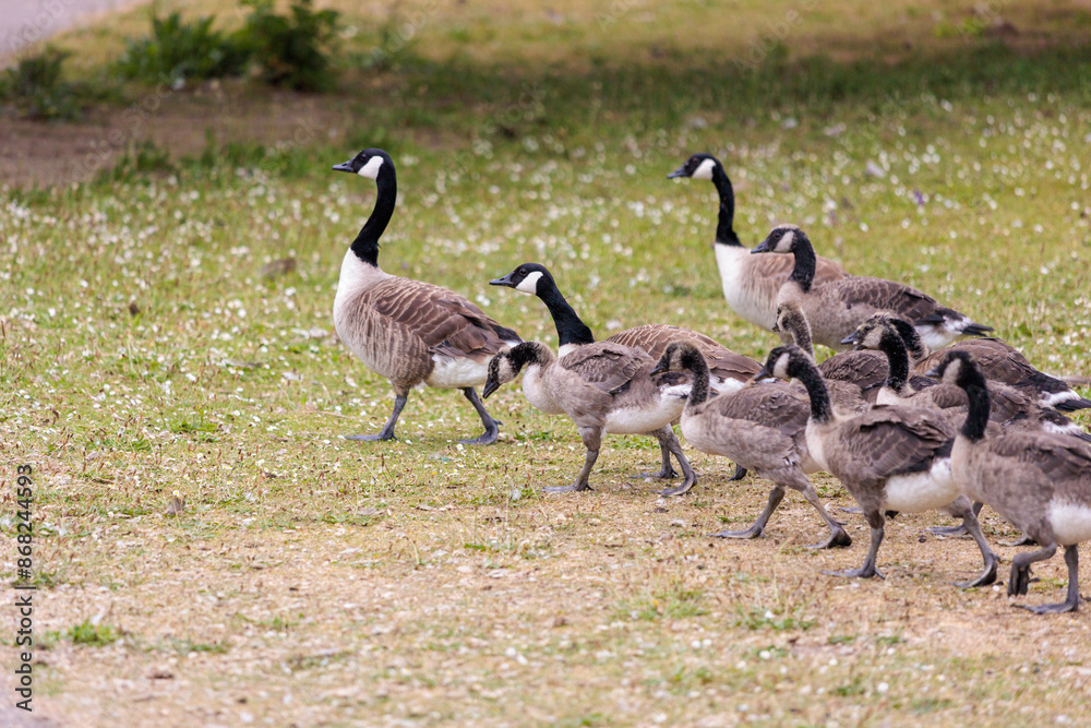 group of Goose on riverside , river thames, berkshire, england group of Goose on riverside , river thames, berkshire, england