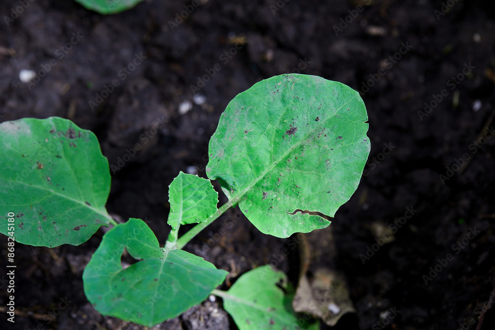 Close-up view of kale grow up in vegetable garden Close-up view of kale grow up in vegetable garden