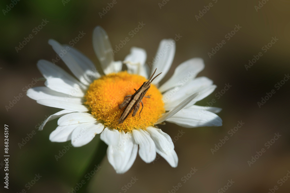 Obraz premium Colorful bugs in summer garden