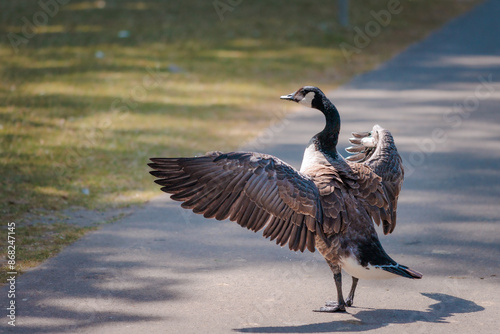 Goose showing its wing, river thames, berkshire, england