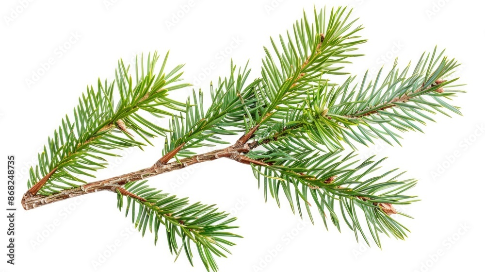 Obraz premium Pine Christmas. Isolated Green Spruce Twig in Nature, Evergreen Fir Tree