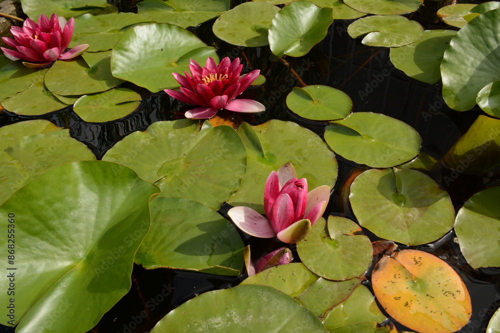 Pond with dark pink water lilies. View from above Pond with dark pink water lilies. View from above