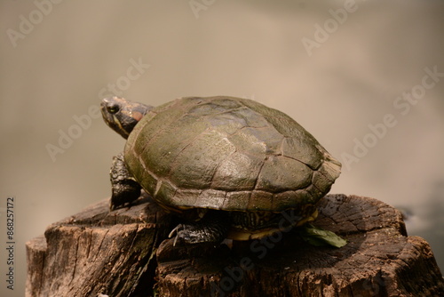 A large turtle sits on a wooden stump near the lake photo