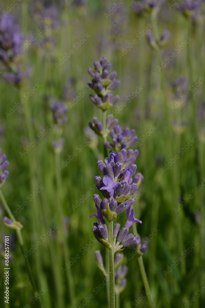 Purple lavender flower close up on blurred background Purple lavender flower close up on blurred background