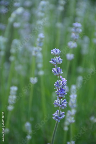 Unopened lavender flowers in green grass