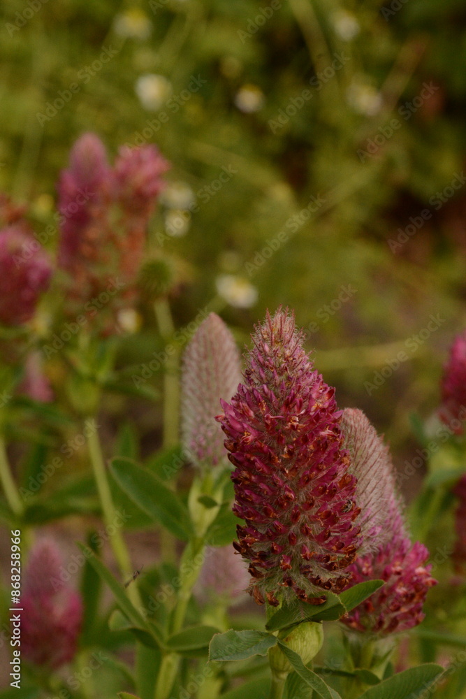 Ornamental spikelet pink plants in the garden
Ornamental spikelet pink plants in the garden
