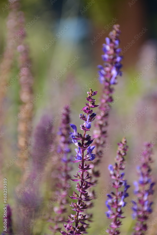 Obraz premium Salvia nemorosa flowers on a blurred background. Perennial plant, honey plant