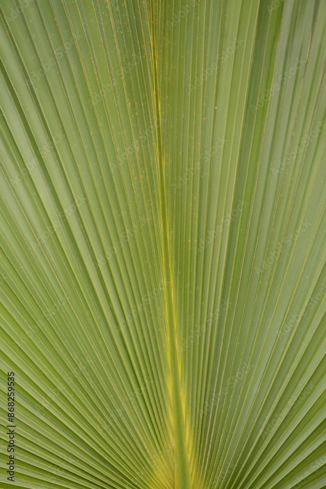 Obraz premium Green palm leaf close-up. Background