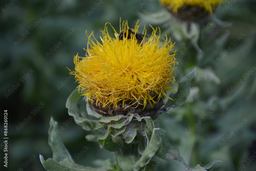 Yellow flower of big-headed cornflower (Centaurea macrocephala) and a bee on it