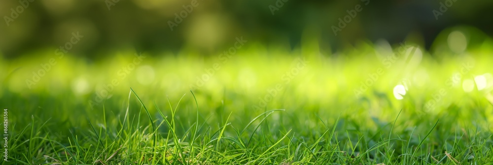 Close-up lush green grass garden soft focus horizontal background Close-up lush green grass garden soft focus horizontal background