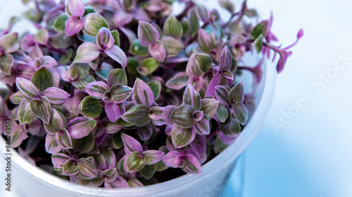 Callisia Pink Panther in a pot on a white background,