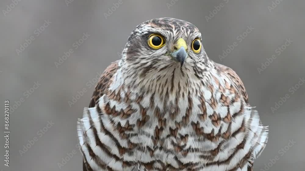 Eurasian sparrowhawk Accipiter nisus. A bird in the forest sits on a stick and looks around, Close up. Slow motion. Eurasian sparrowhawk Accipiter nisus. A bird in the forest sits on a stick and looks around, Close up. Slow motion.