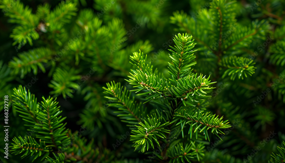 Natural background of young fir-tree branches with small needles. Growing new evergreen fir tree. Pine branches with young green needles for publication, poster, screensaver Natural background of young fir-tree branches with small needles. Growing new evergreen fir tree. Pine branches with young green needles for publication, poster, screensaver