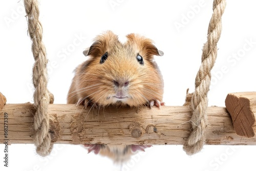 A cute guinea pig hanging on a rope ladder, white background