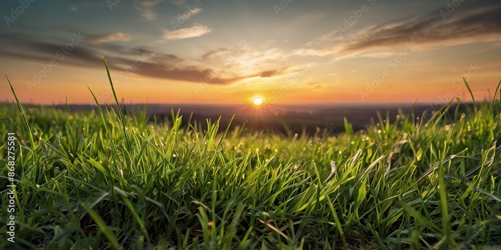 Fototapeta premium Fresh green grass sunset morning view