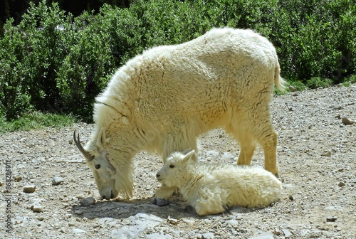 a rocky mountain mountain goat resting on a granite boulder  in the blue mesa wildreness area in the rocky mountains near breckenridge, colorado photo