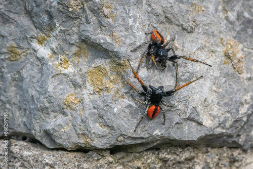 Two male jumping spiders Philaeus Chrysops measure their strength. photo