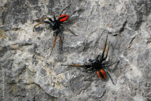 Two male jumping spiders Philaeus Chrysops measure their strength. photo
