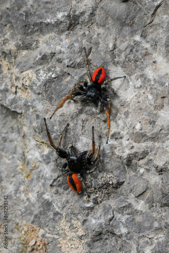 Two male jumping spiders Philaeus Chrysops measure their strength. photo