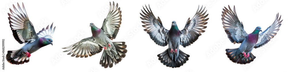 Fototapeta premium Set of pigeon spread its wings isolated on the transparent background