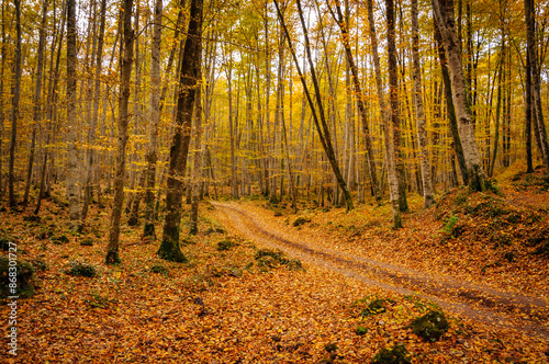 Fageda d'en Jordà beech forest, in autumn (Garrotxa, Catalonia, Spain, Pyrenees)