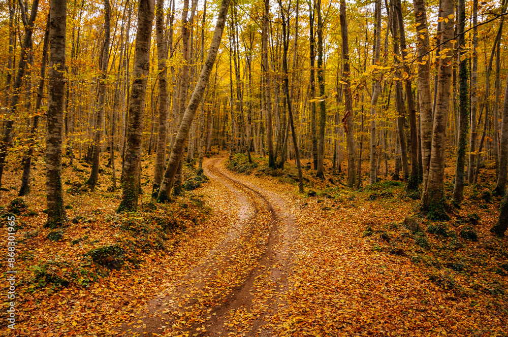 Fototapeta premium Fageda d'en Jordà beech forest, in autumn (Garrotxa, Catalonia, Spain, Pyrenees)
