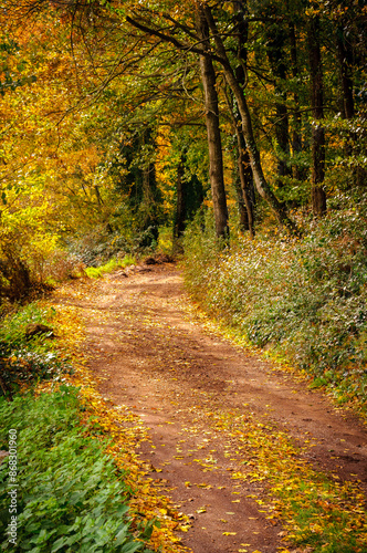 Fageda d'en Jordà beech forest, in autumn (Garrotxa, Catalonia, Spain, Pyrenees)