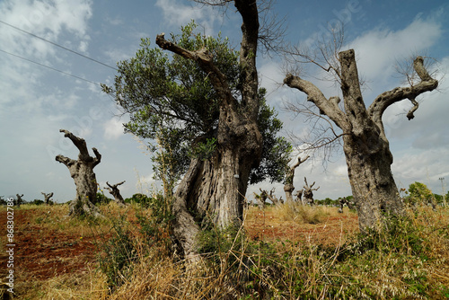 Gli effetti devastanti della Xylella, il batterio che sta uccidendo gli ulivi nel Salento pugliese,Puglia,Italia photo