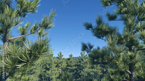 Viewing pine trees with glistening needles under a clear blue sky © 2rogan